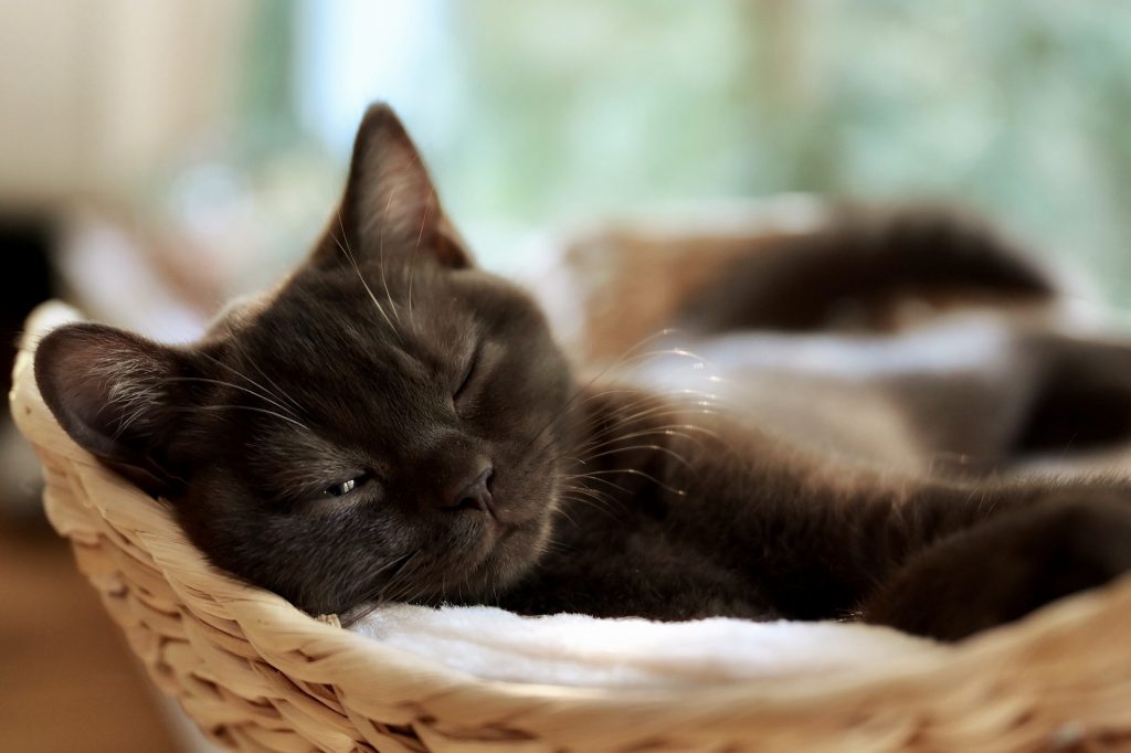 Purring can be a sign of contentment in cats.
