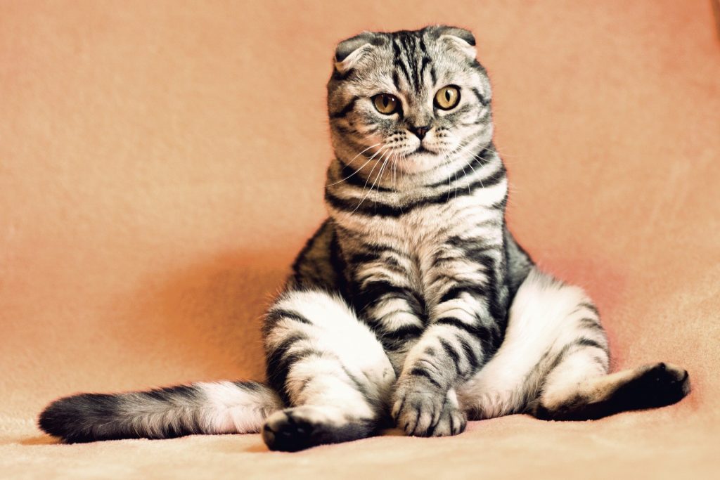 Do cats really have nine lives?